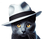 Black Cat White Hat Security LLC Status